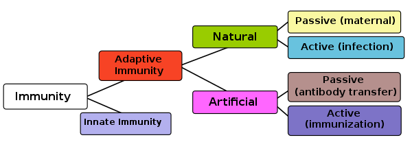 Immune system